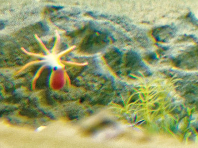 Nordostseebewohner.jpg