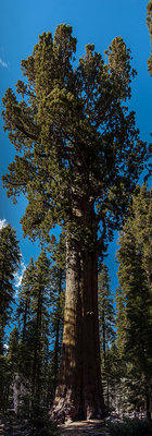 357px-United_States_-_California_-_Sequoia_National_Park_-_General_Sherman_Tree_-_Panorama.jpg