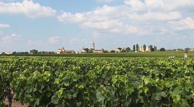 pomerol3_head.jpg